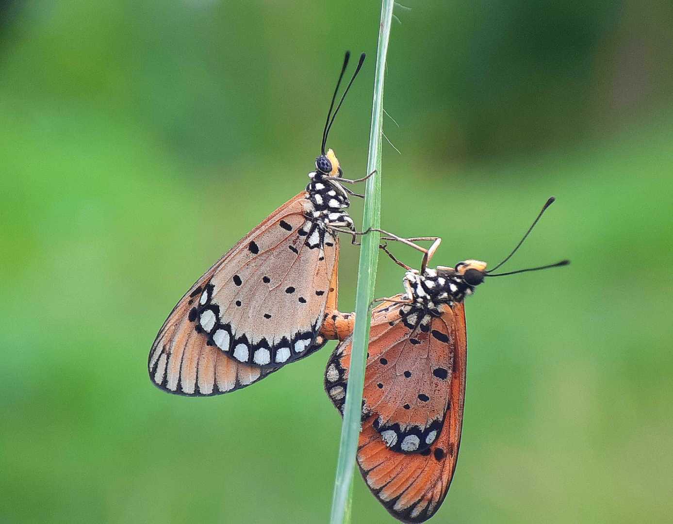 Acraea terpsicore