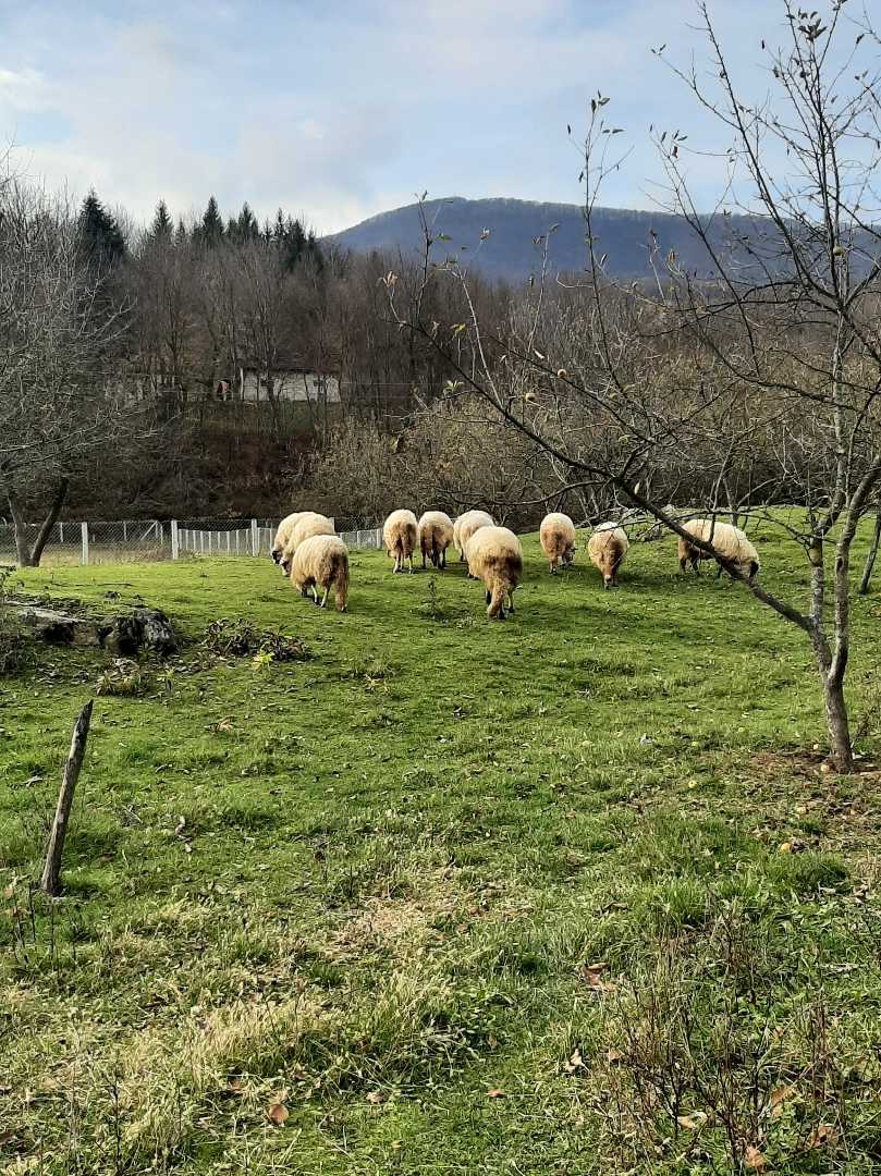 🐑🌲🌳🍃