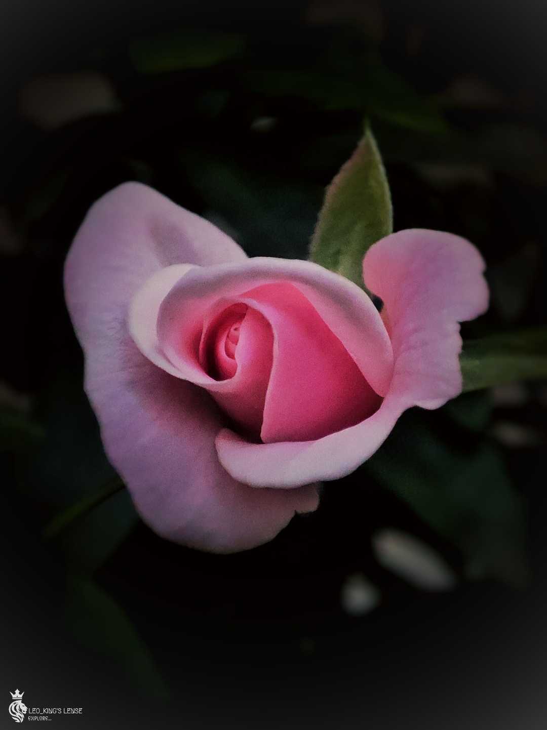 Rose baby pink colour 