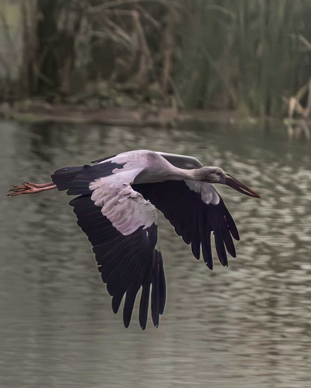 Asian openbill 