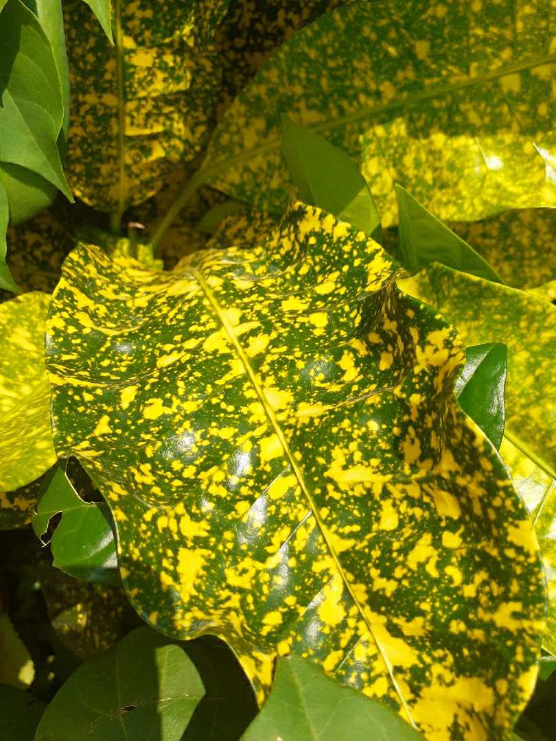 leaf
