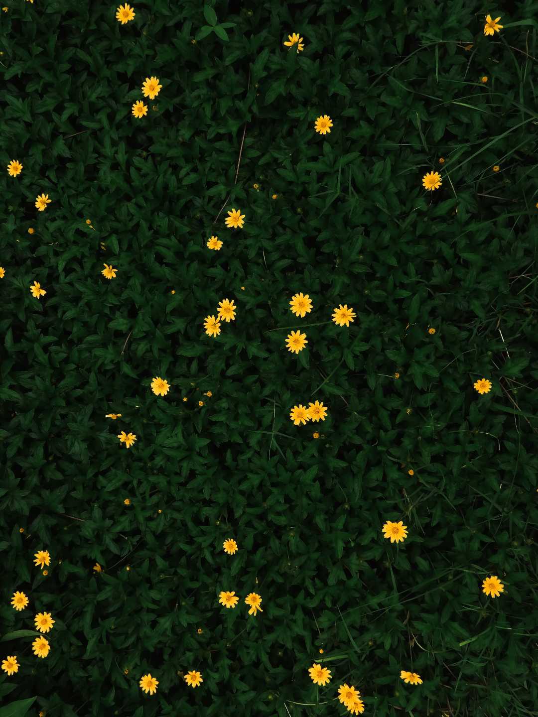 Tiny flowers ✨