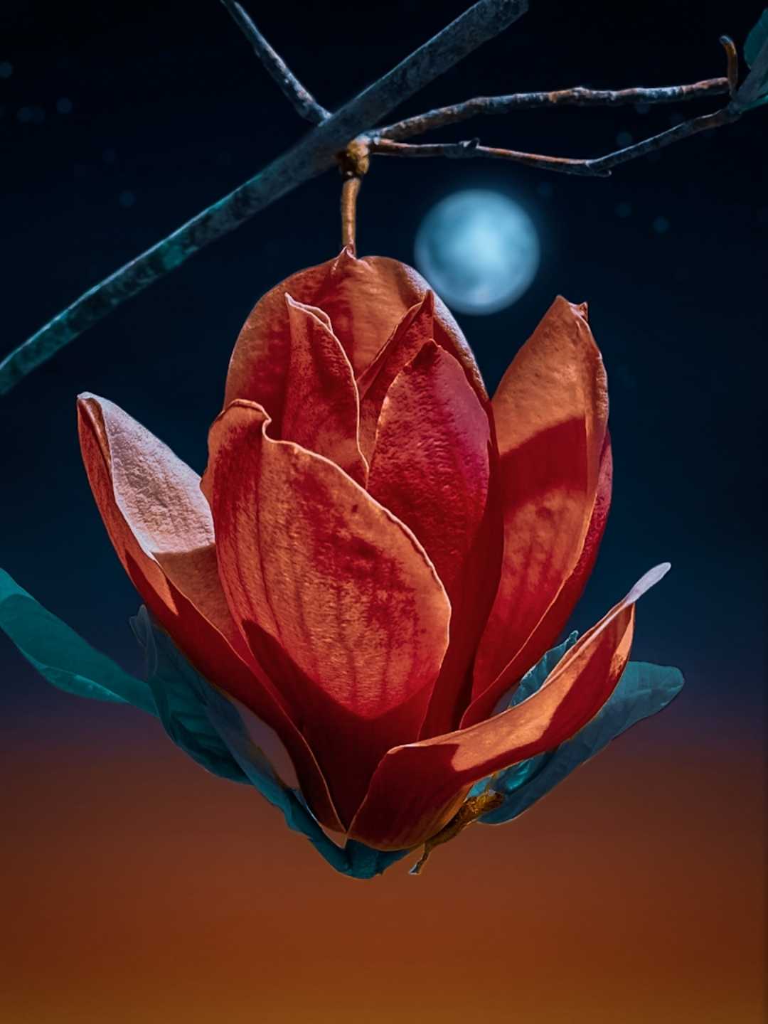 Flower🤩😍❤️