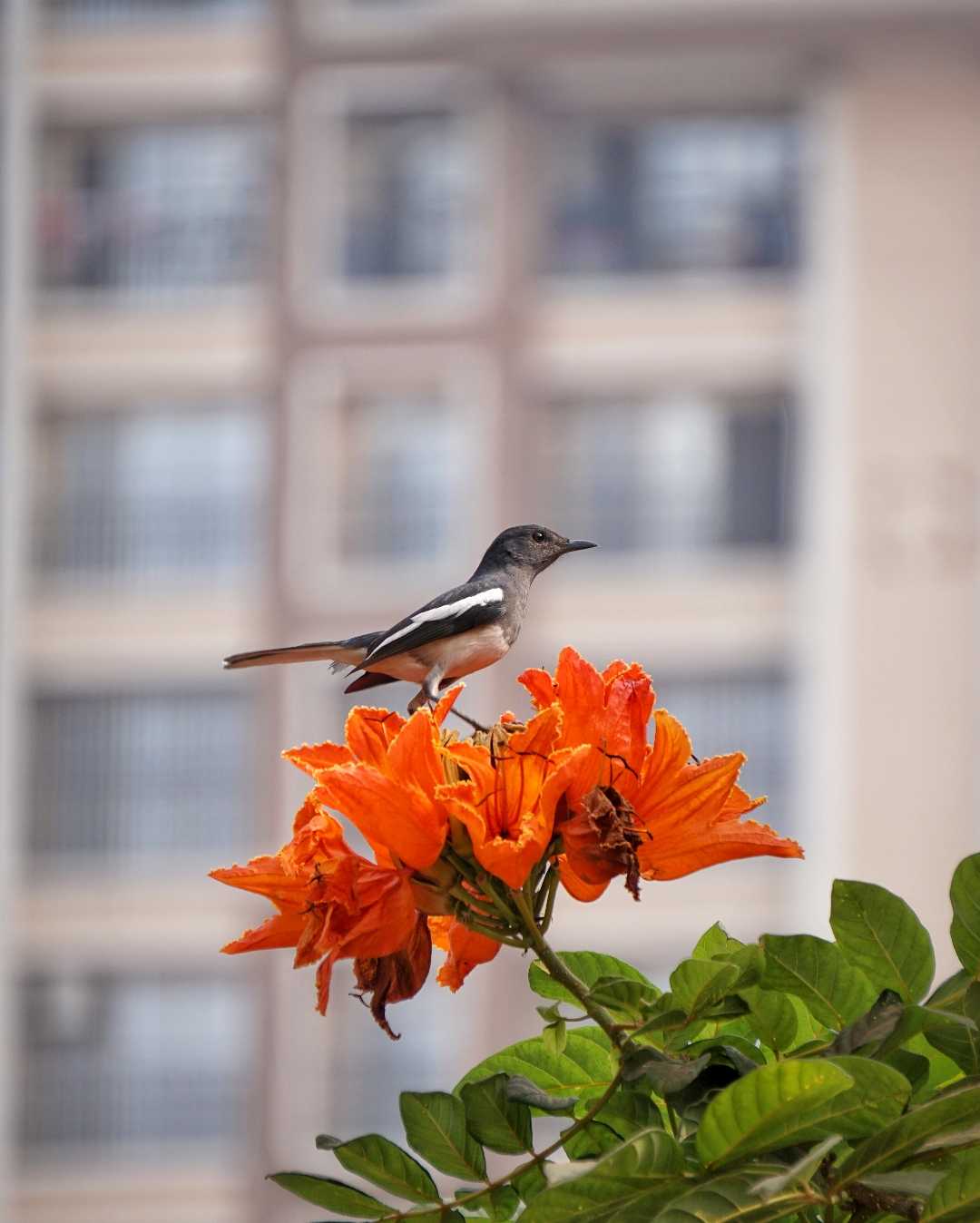 Beautiful Bird 