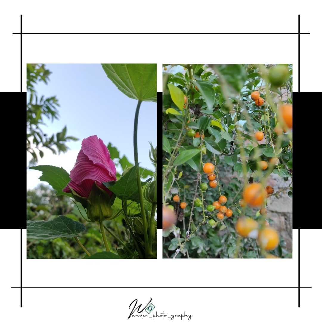 Garden 🏡