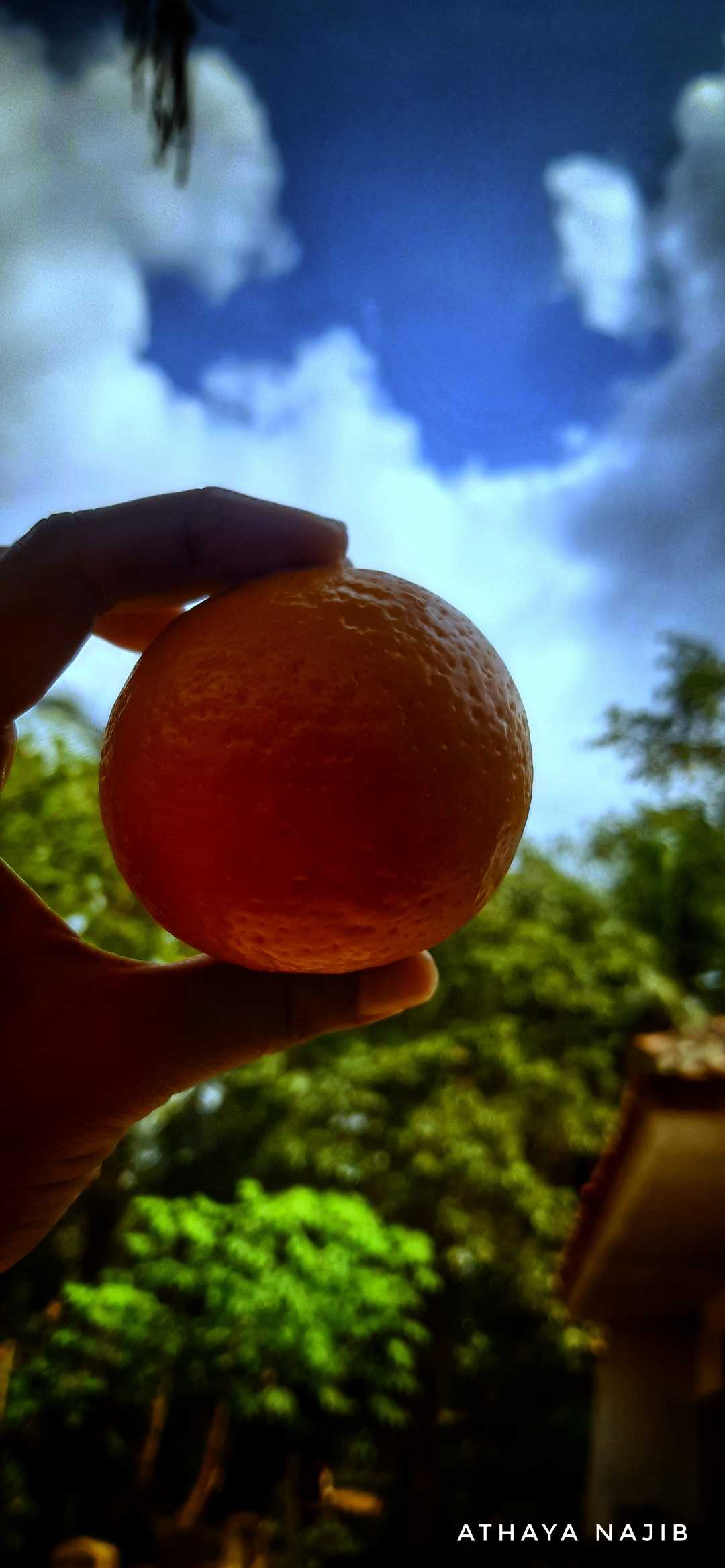 Jeruk Mandarin