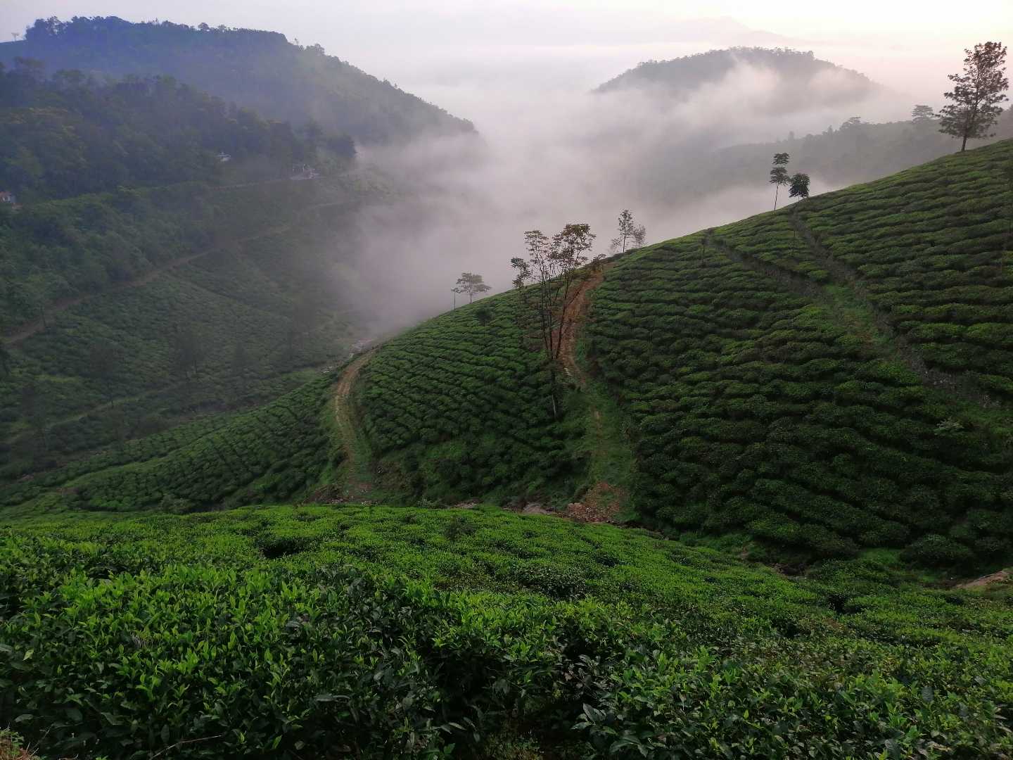 Early Morning view at Tes Estate 