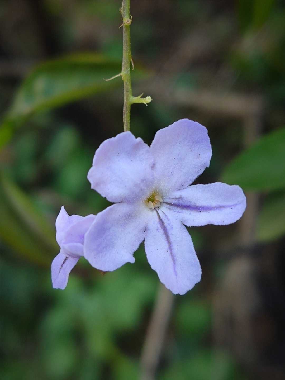 sinyo Nakal 