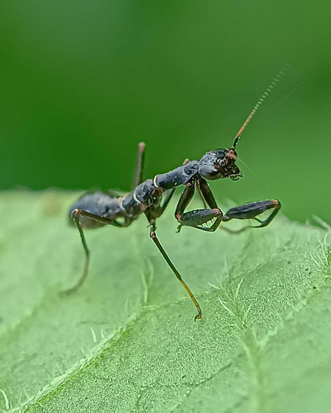 ant-mimic-mantis
