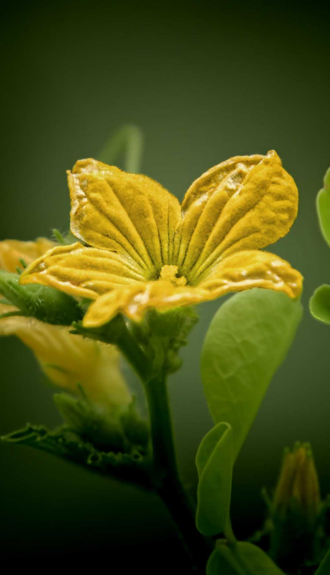 Cucumber Flower