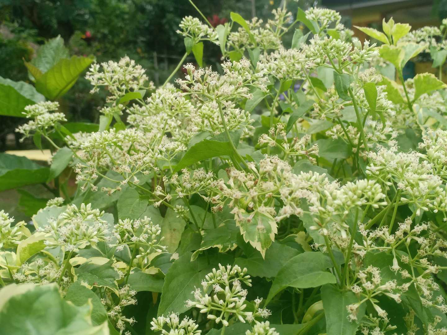 The Weeds