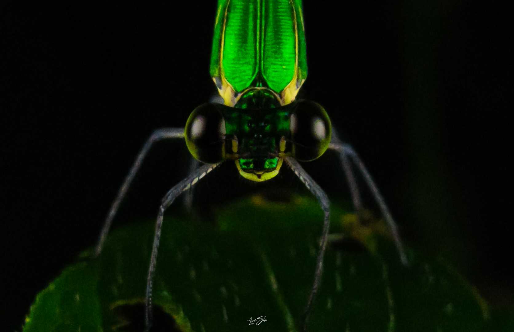 mobile macrophotography (ചെറിയ തണൽ തുമ്പി )