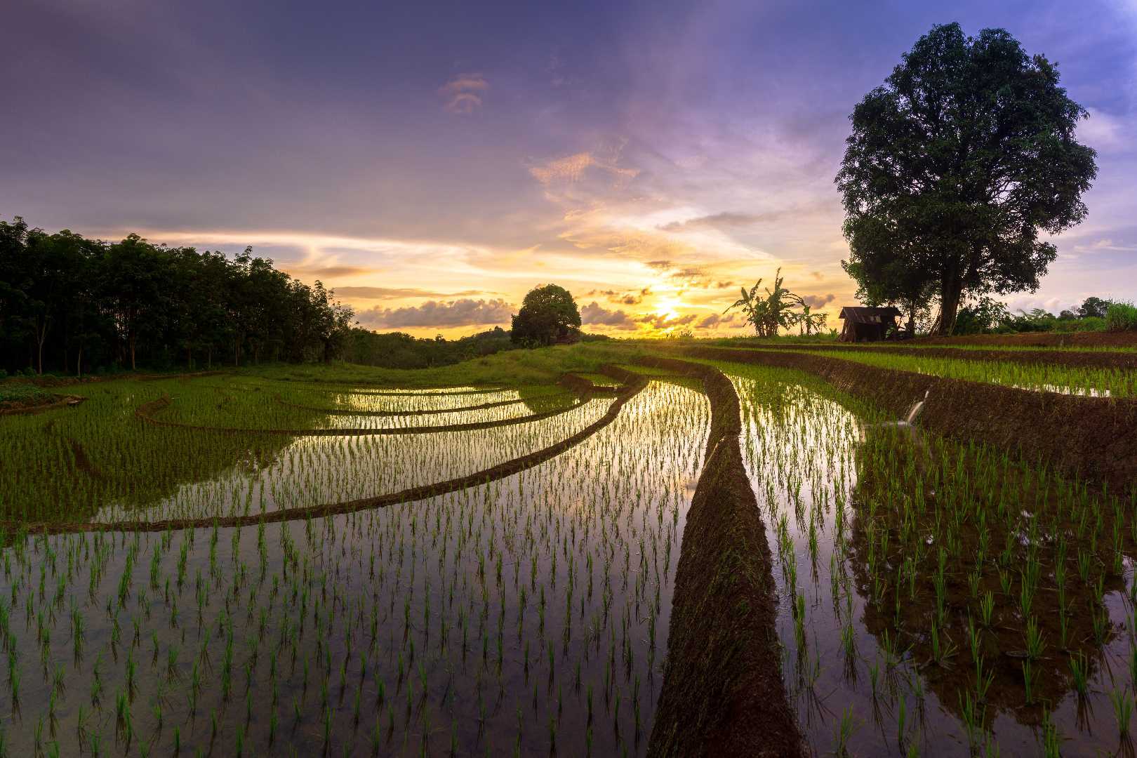 reflection sky in rice fields water terrace fields