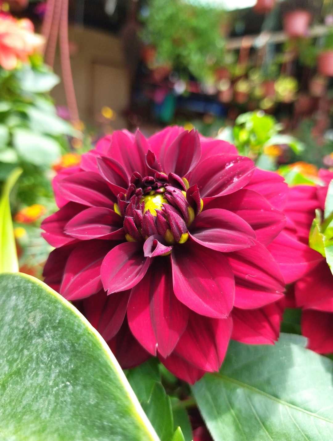 Flower to cheer you up.