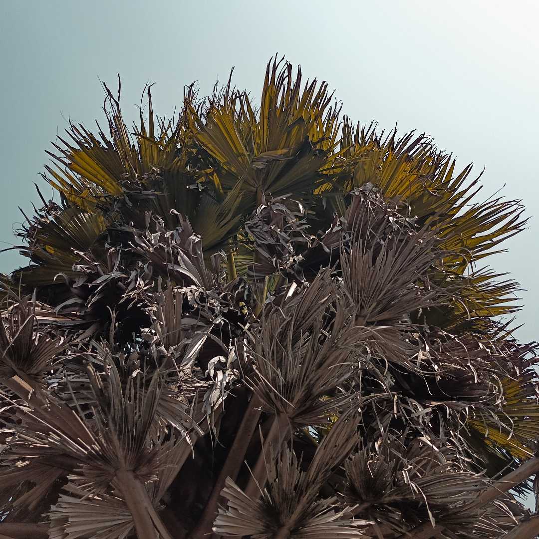 🌴