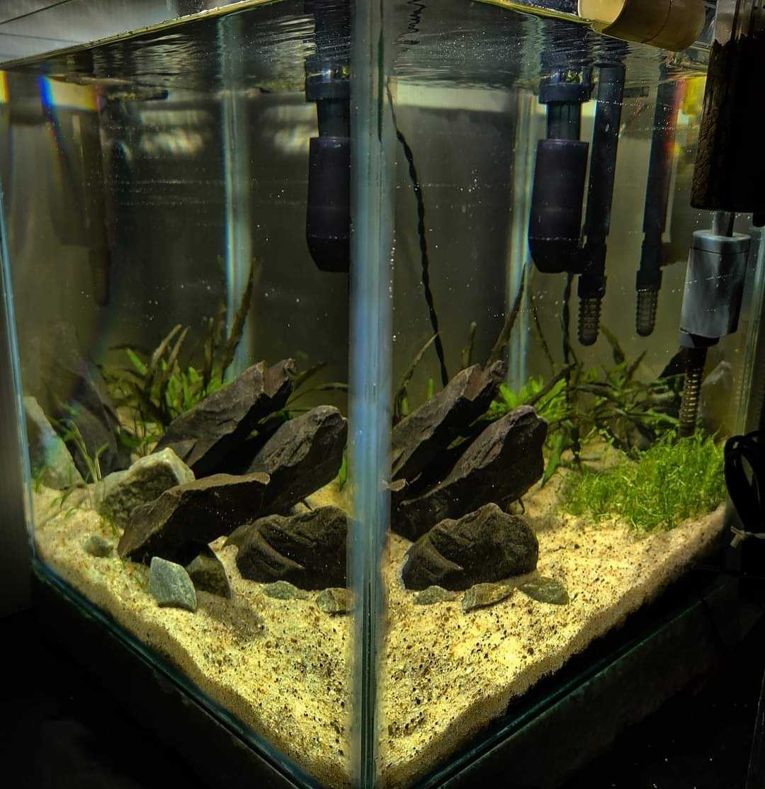 Aquascape 
