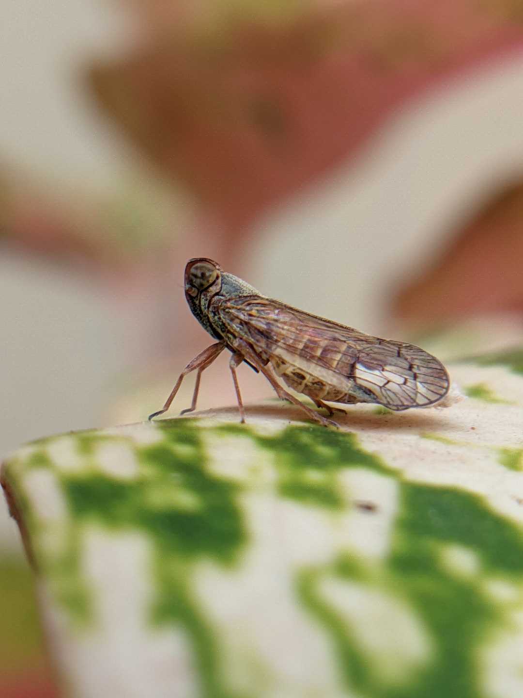 Cixiidae