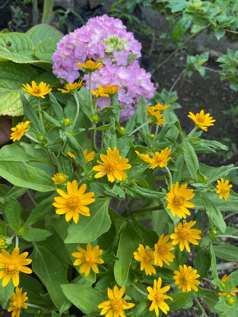 flower