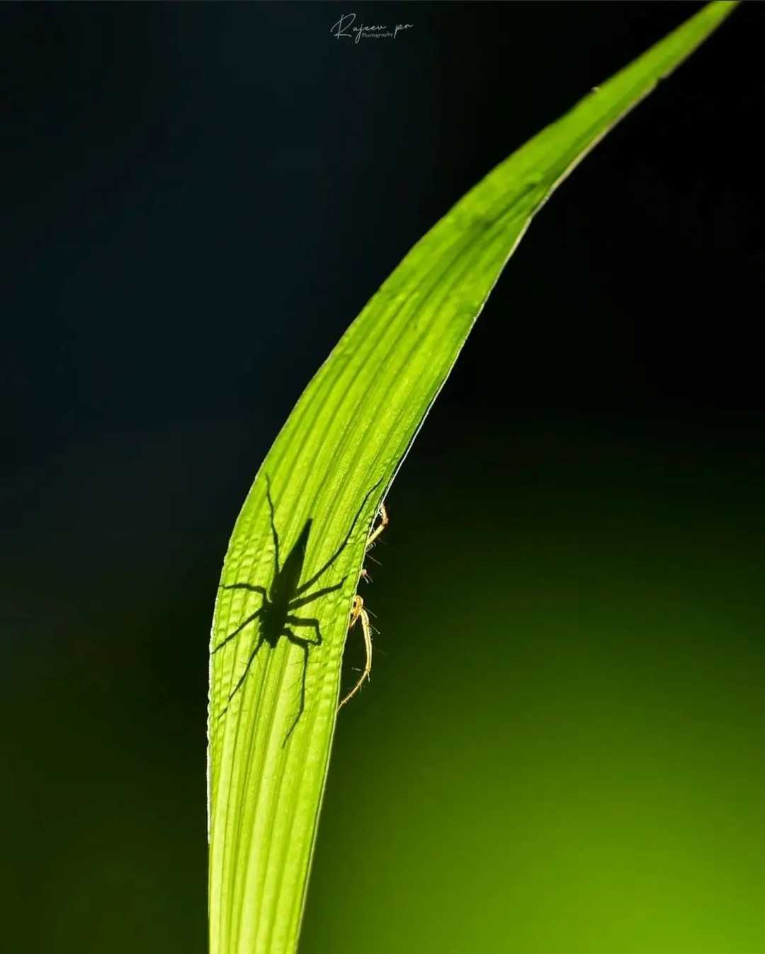 Light and shadow