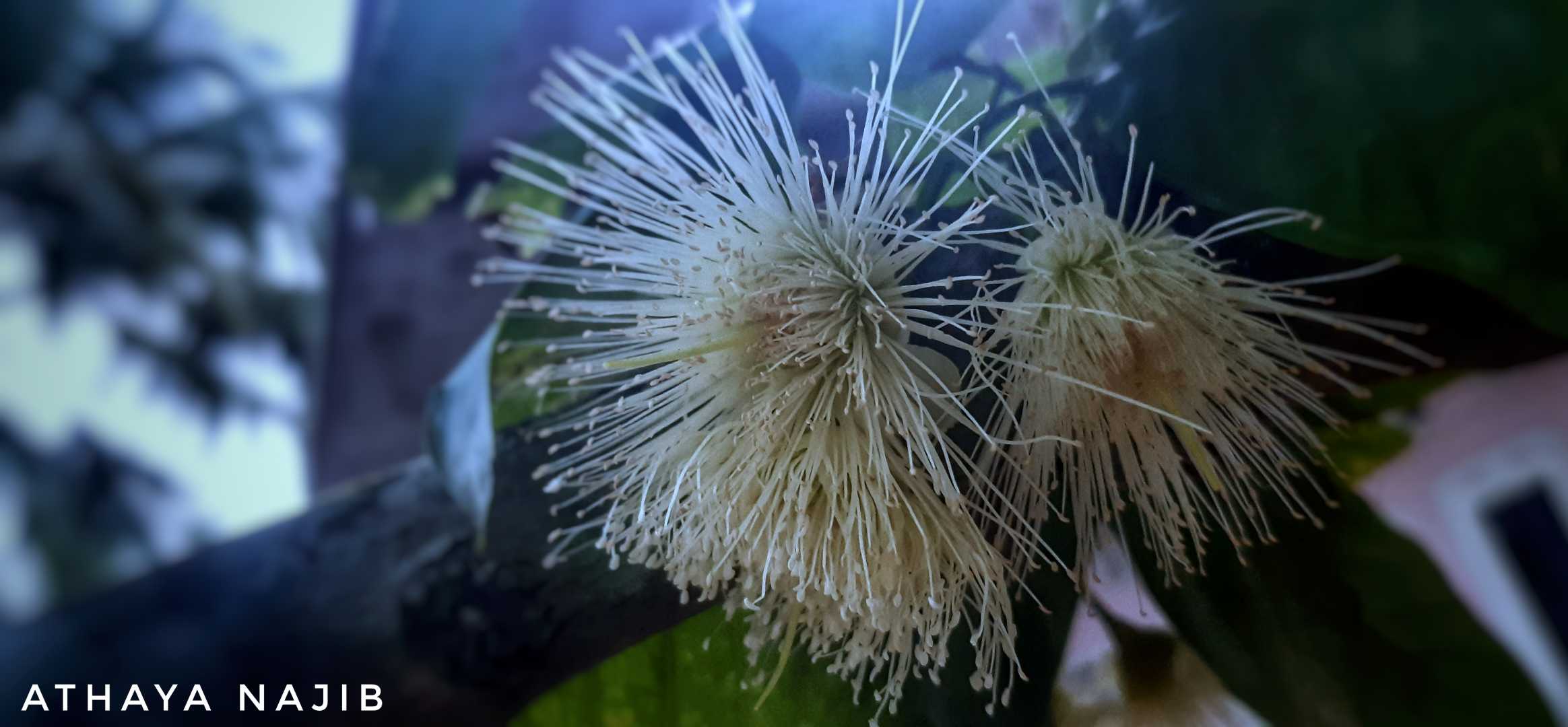 Bunga Jambu Air