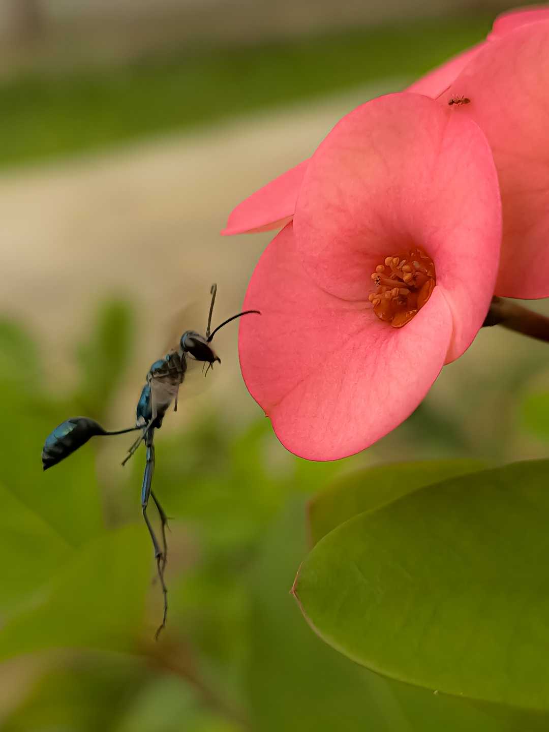Chalybion flebile