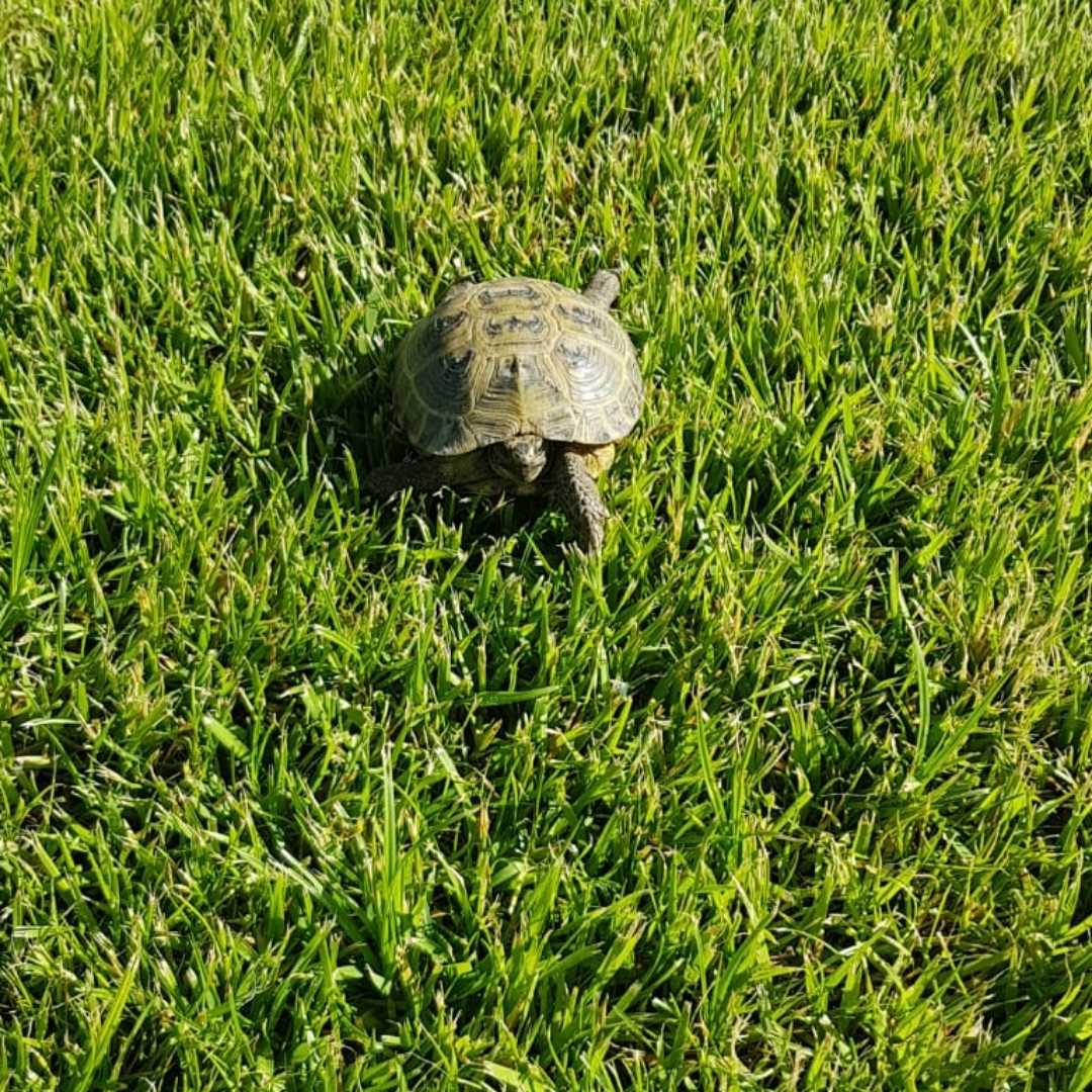🐢