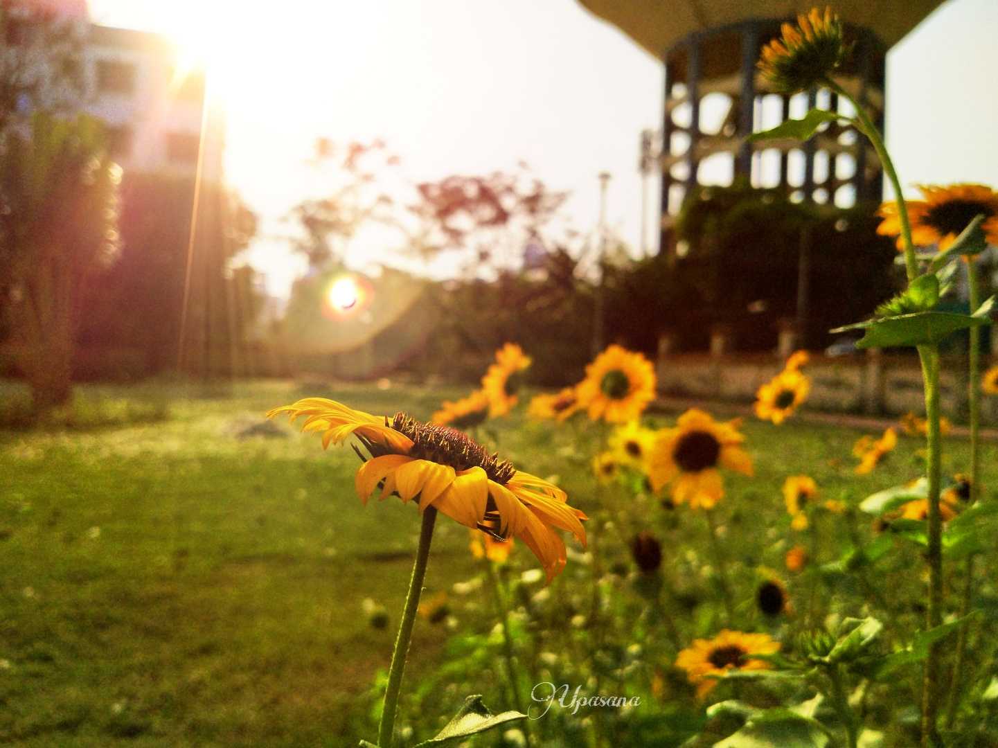 Sunflower 🌻 