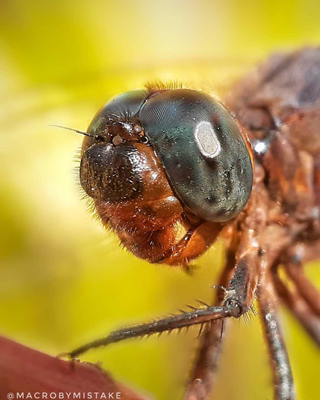 Dragonfly 