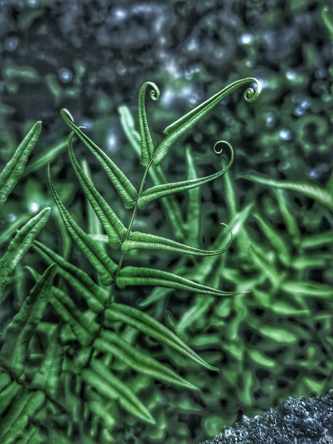 Pakis (Fern)