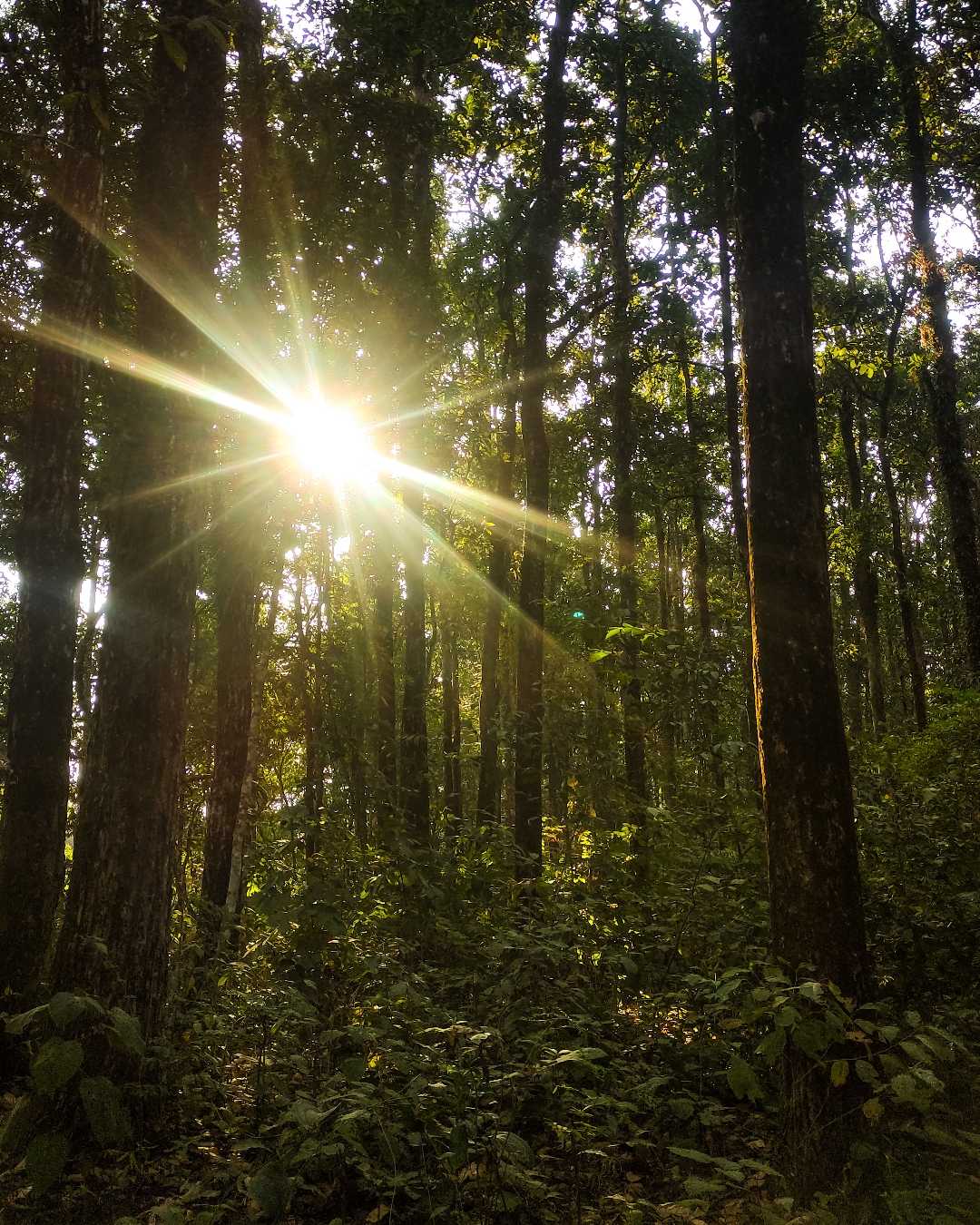 Morning Rays