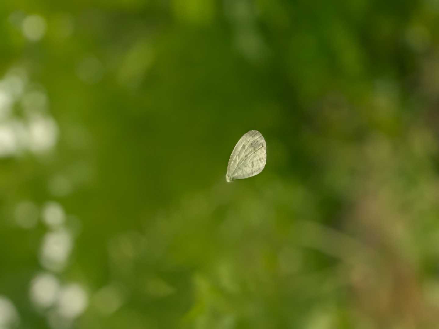 mobile photography 