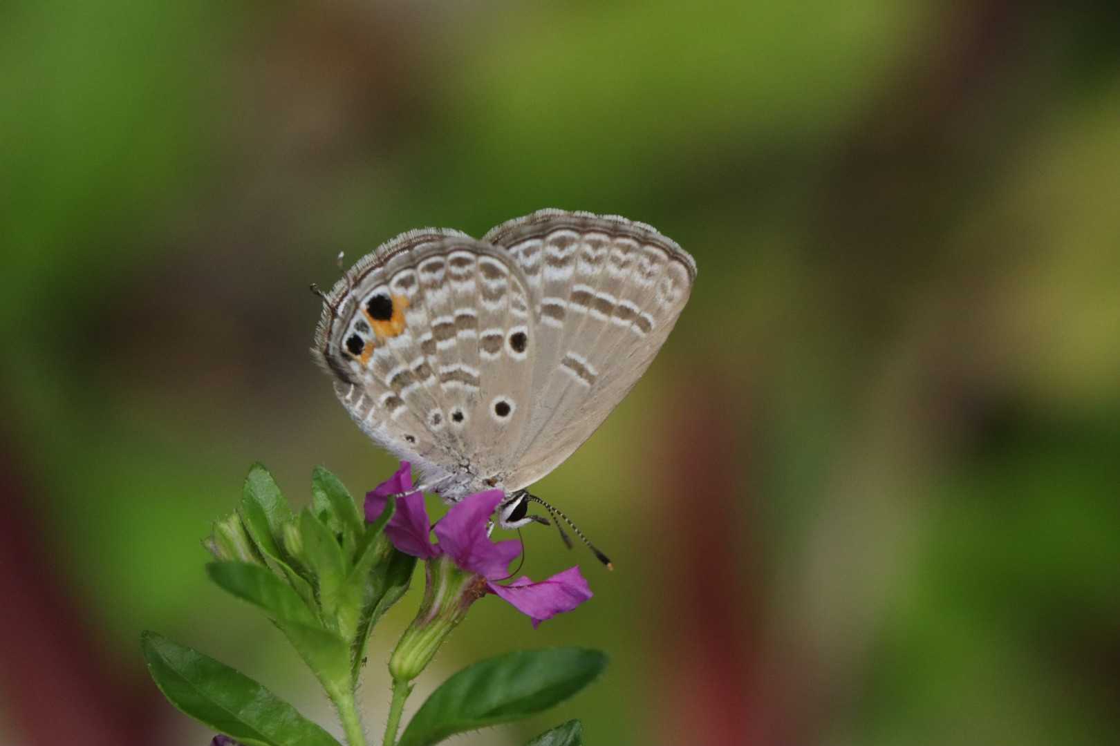 Luthrodes pandava
