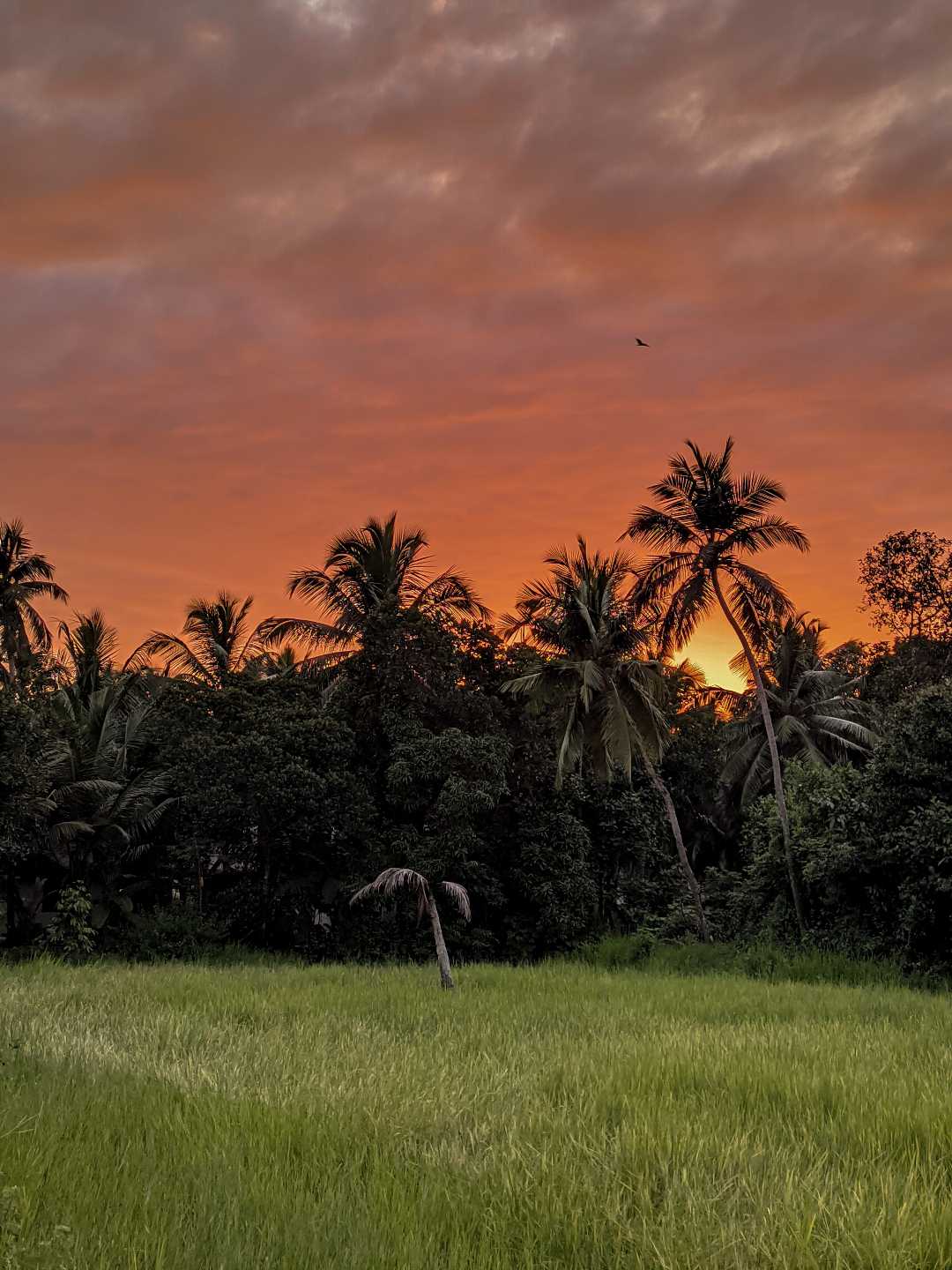 evening