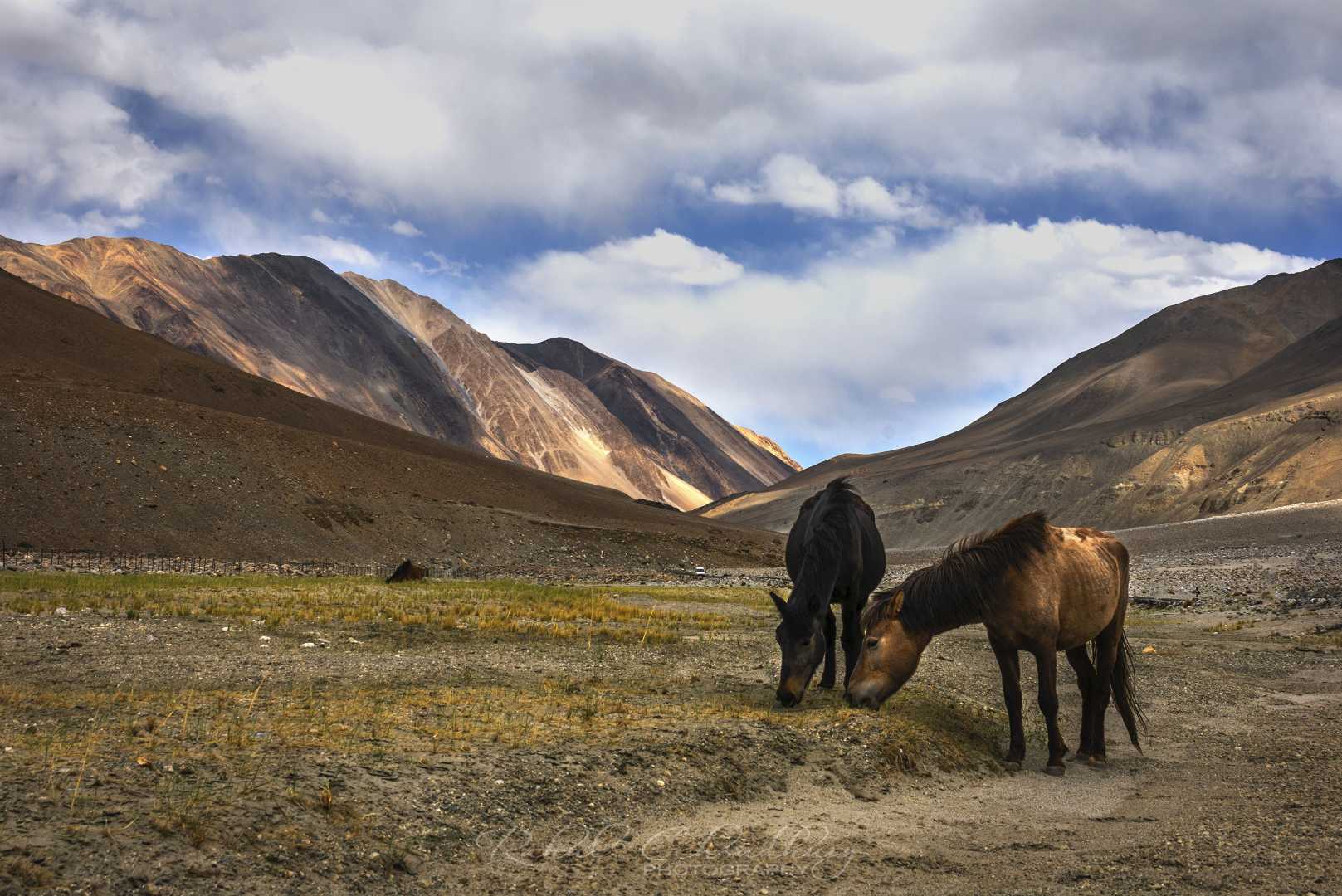 TWO HORSES