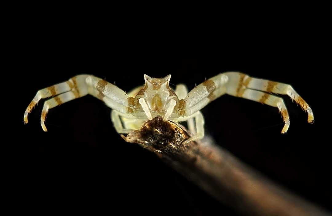 Crab spider