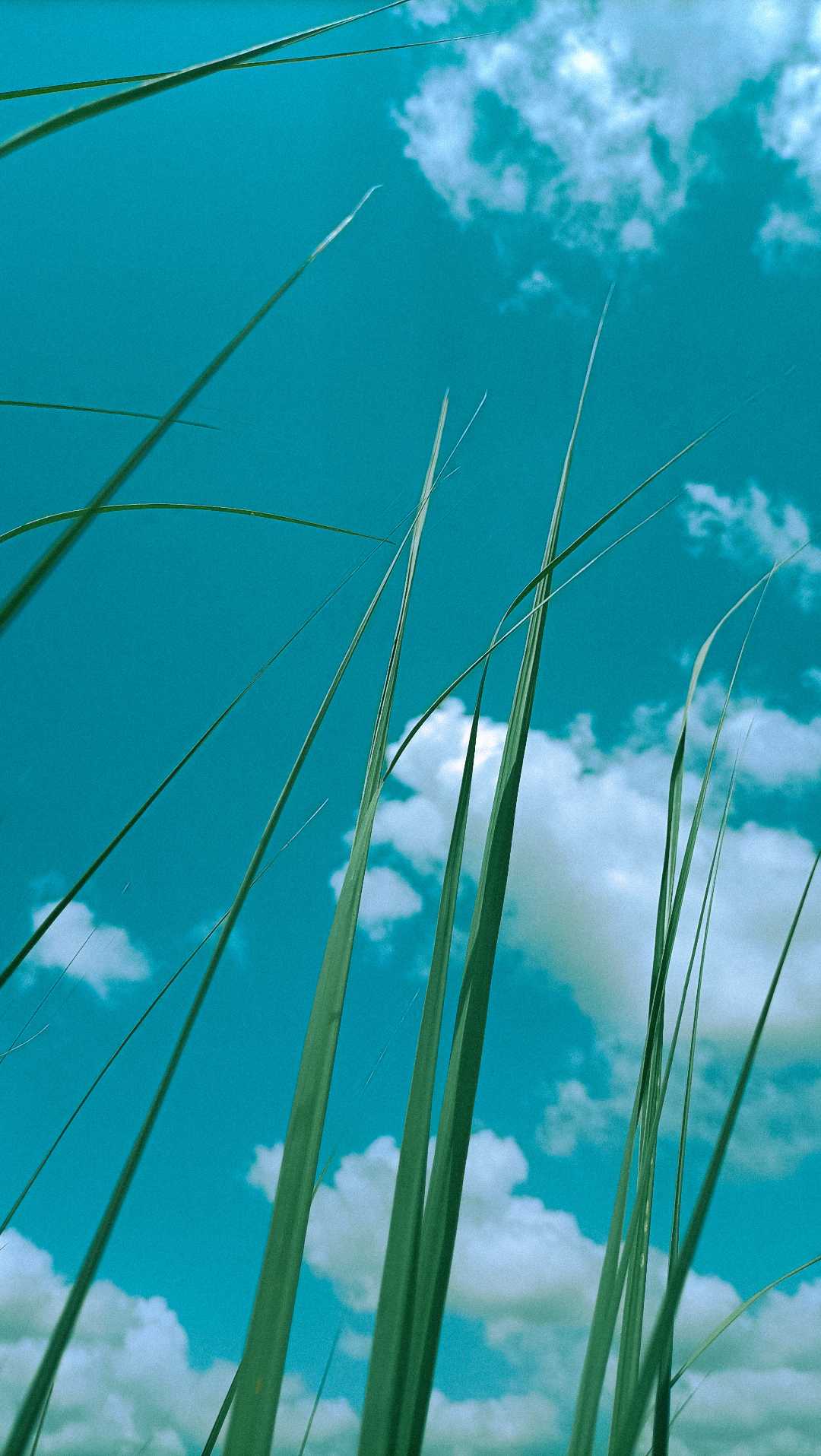 wallpaper 14
