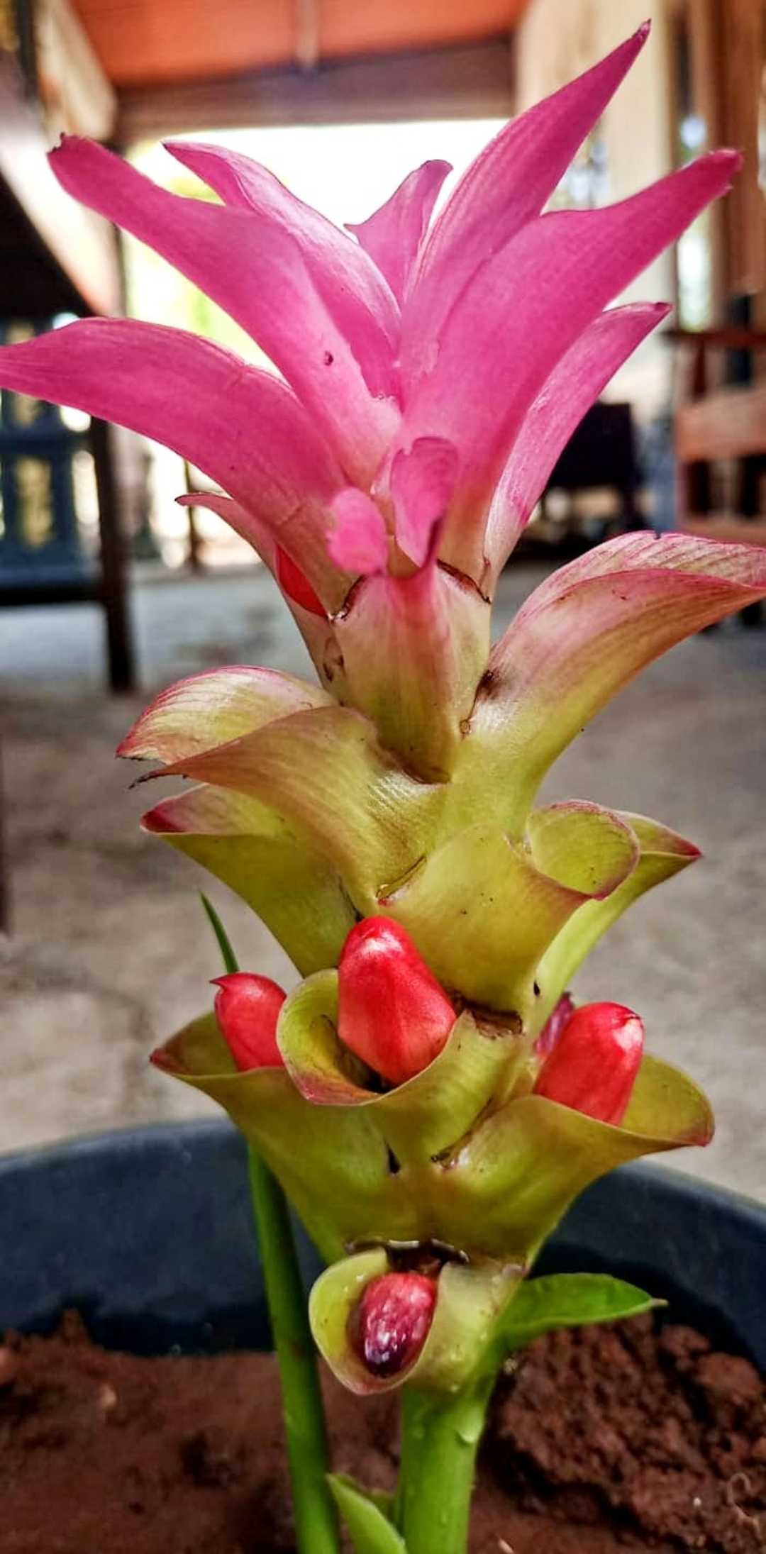 Temu Hitam
