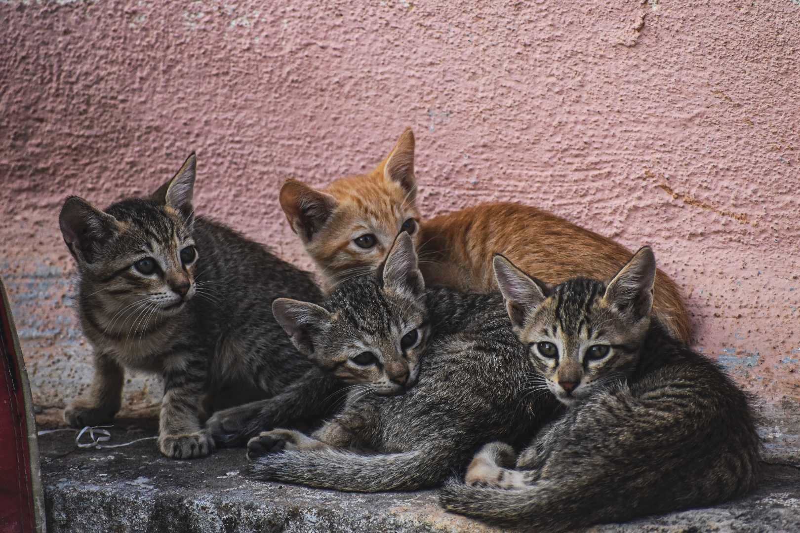 Cats