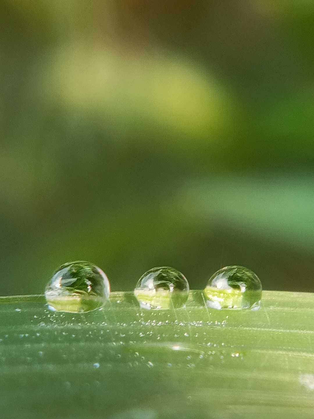 dew