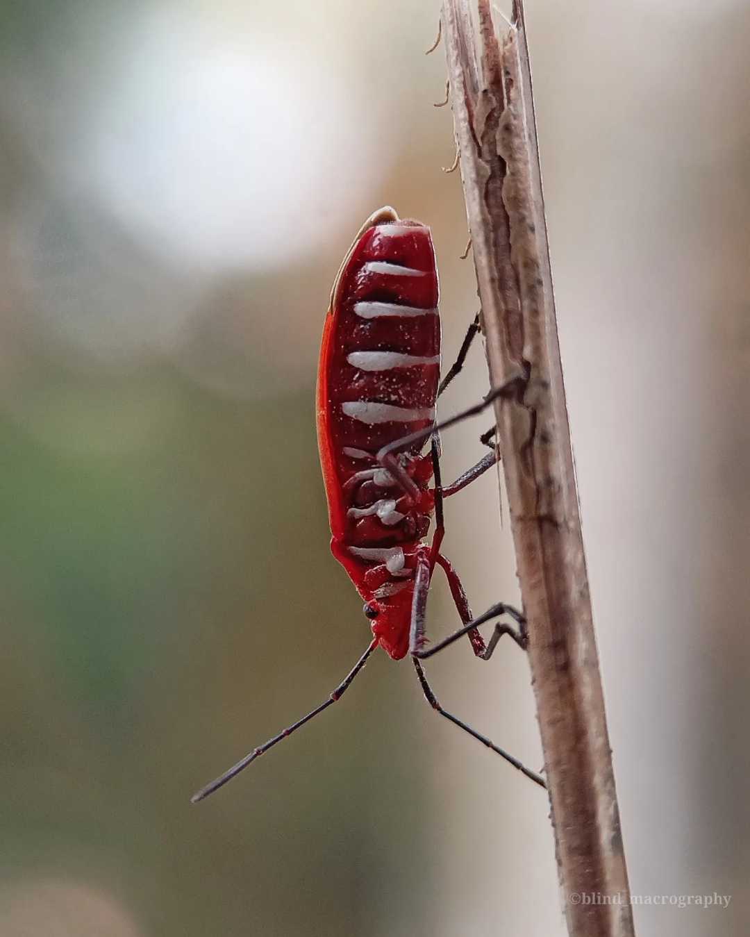 Red cotton