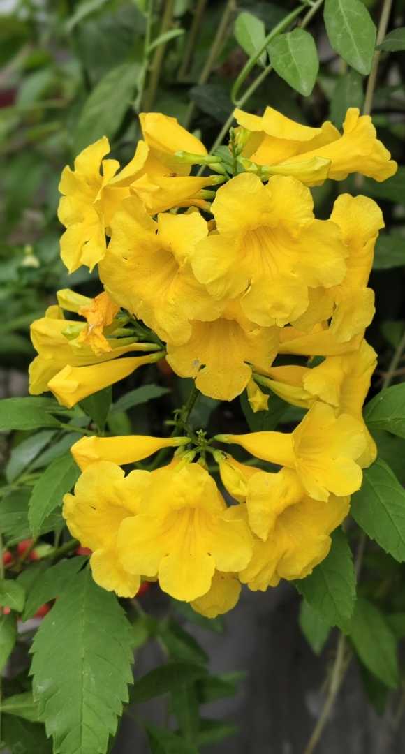 Yellow Elder Tecoma