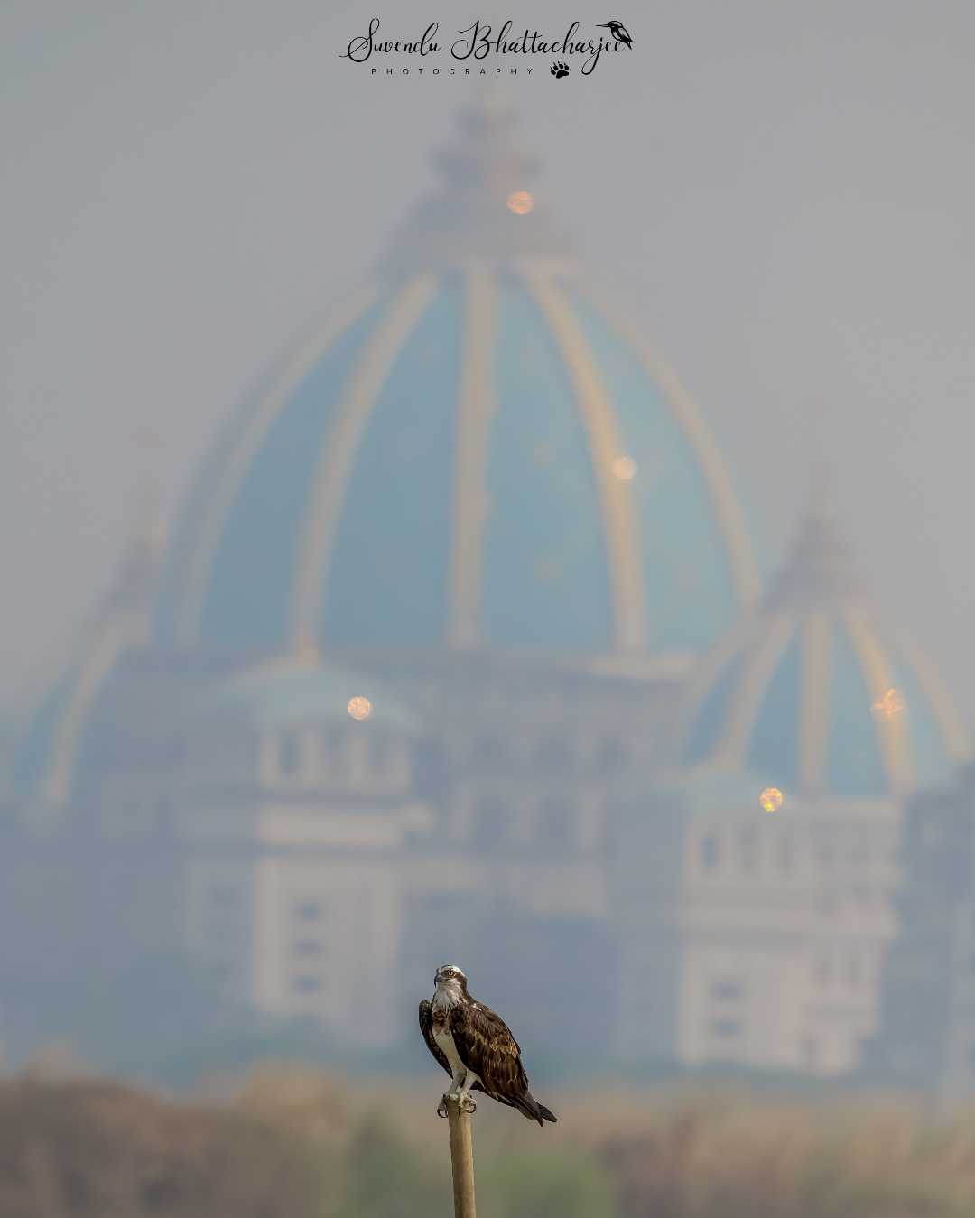 Mighty OSPREY & Iscon temple on backdrop