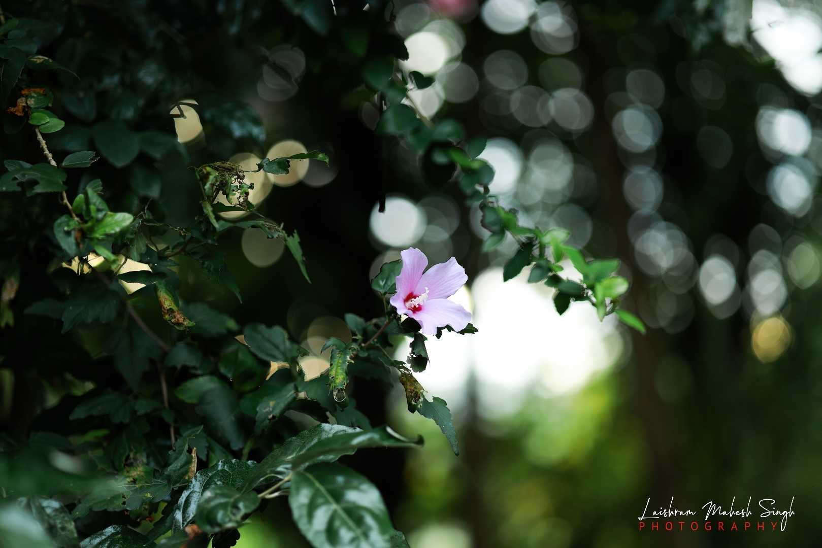 🌺