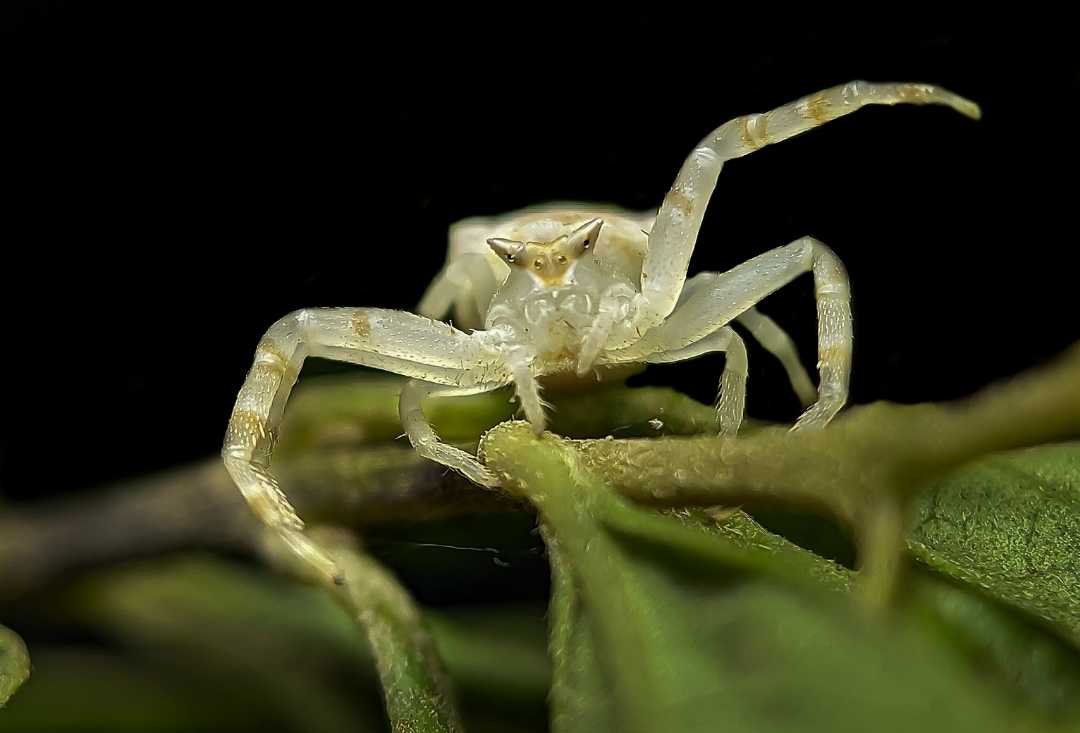 Crab spider 🕸️