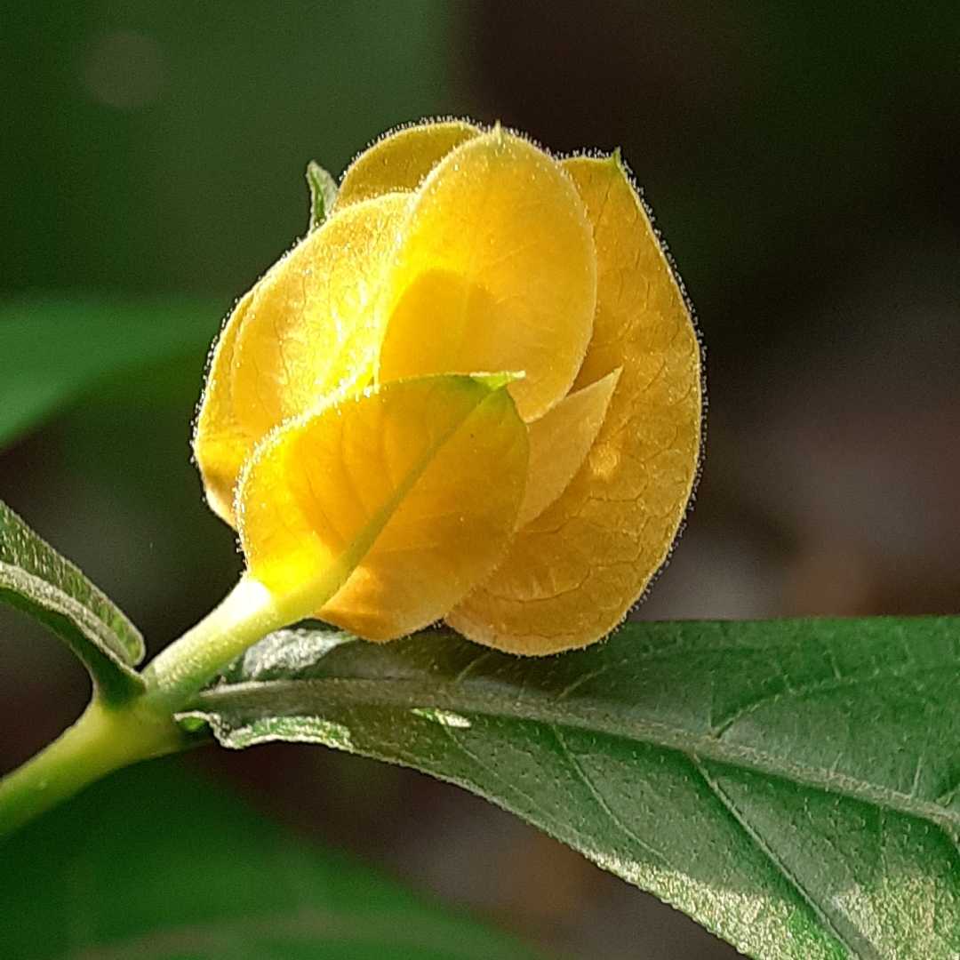 Pachystachys lutea
