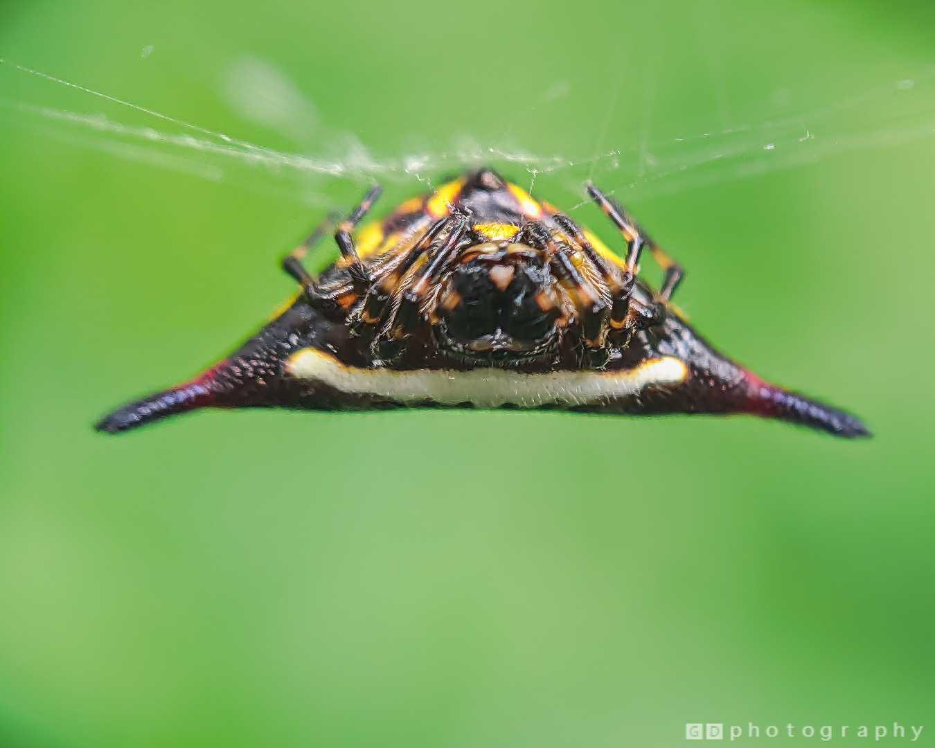 Spiny Orb Weaver dangling 