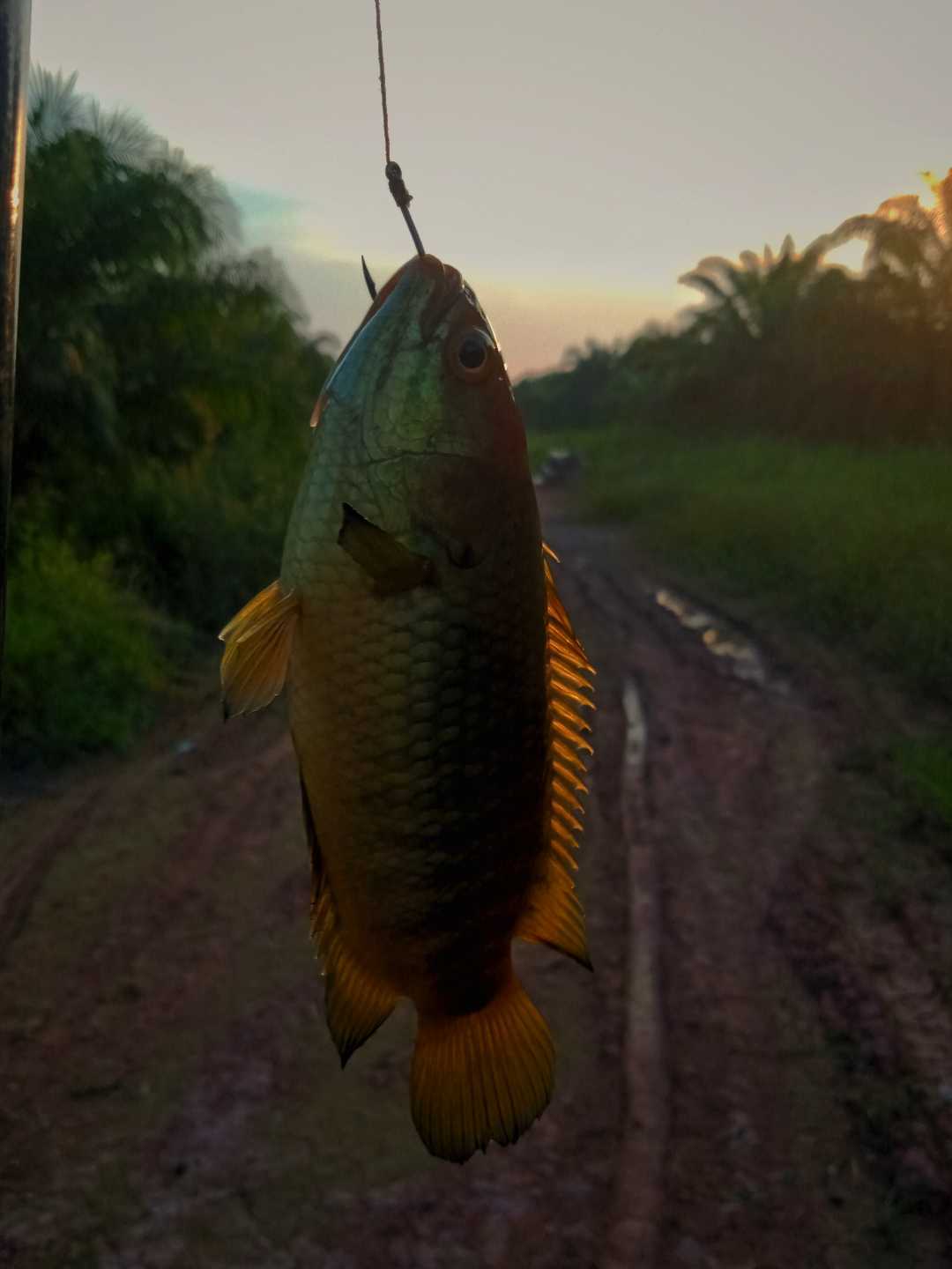 Ikan Betok
