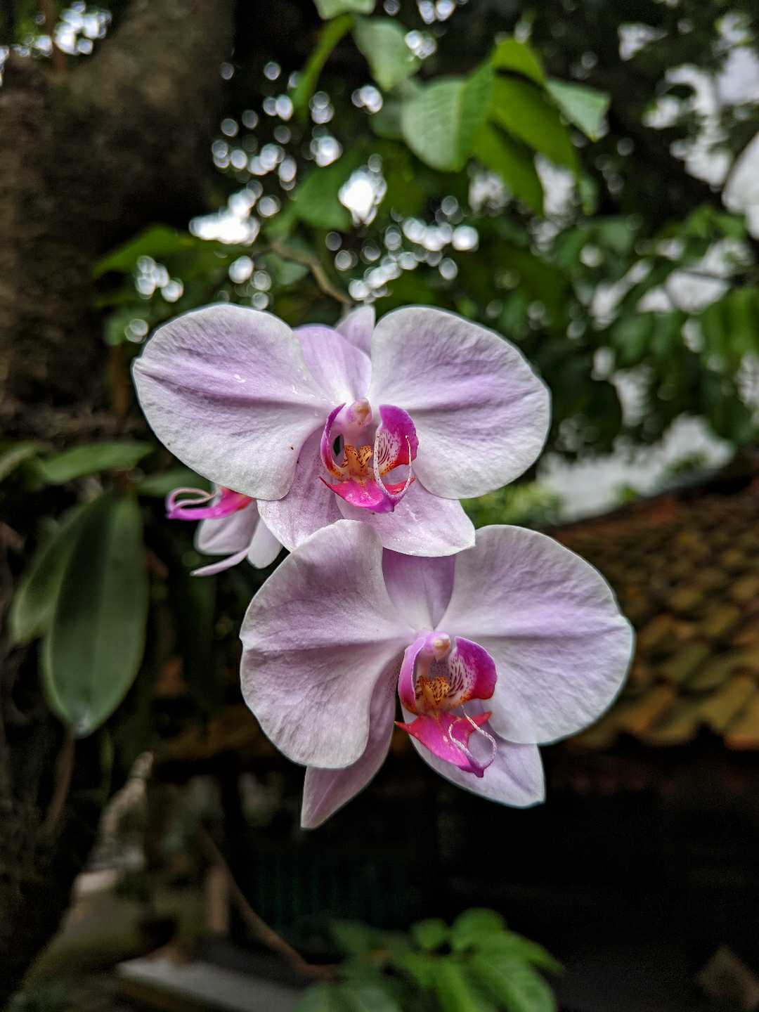 Anggrek Bulan