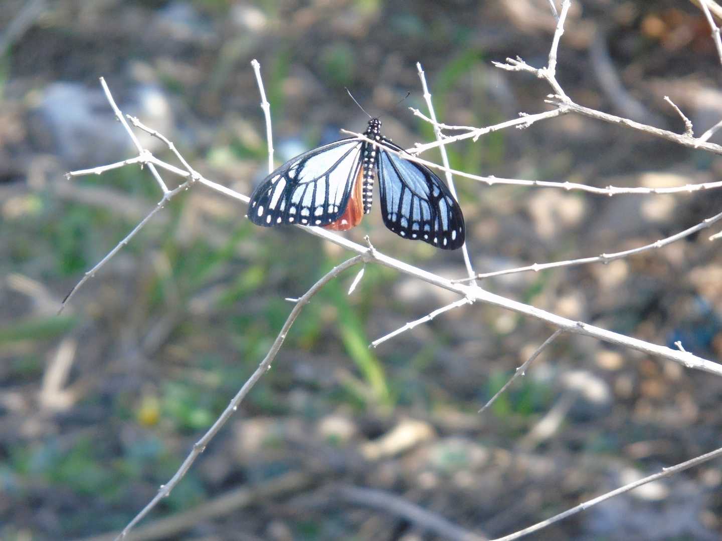 Butterflies Of Meghalaya