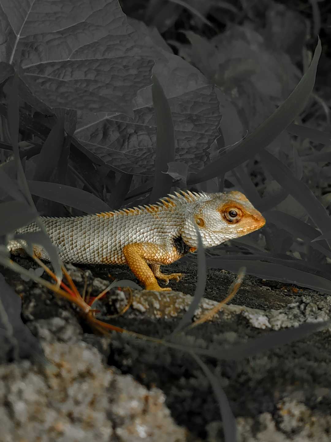 Common Garden Lizard 🦎
